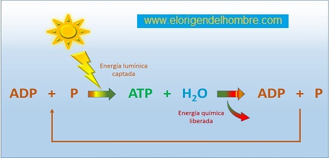 fotosintesis artificial reaccion adp a atp